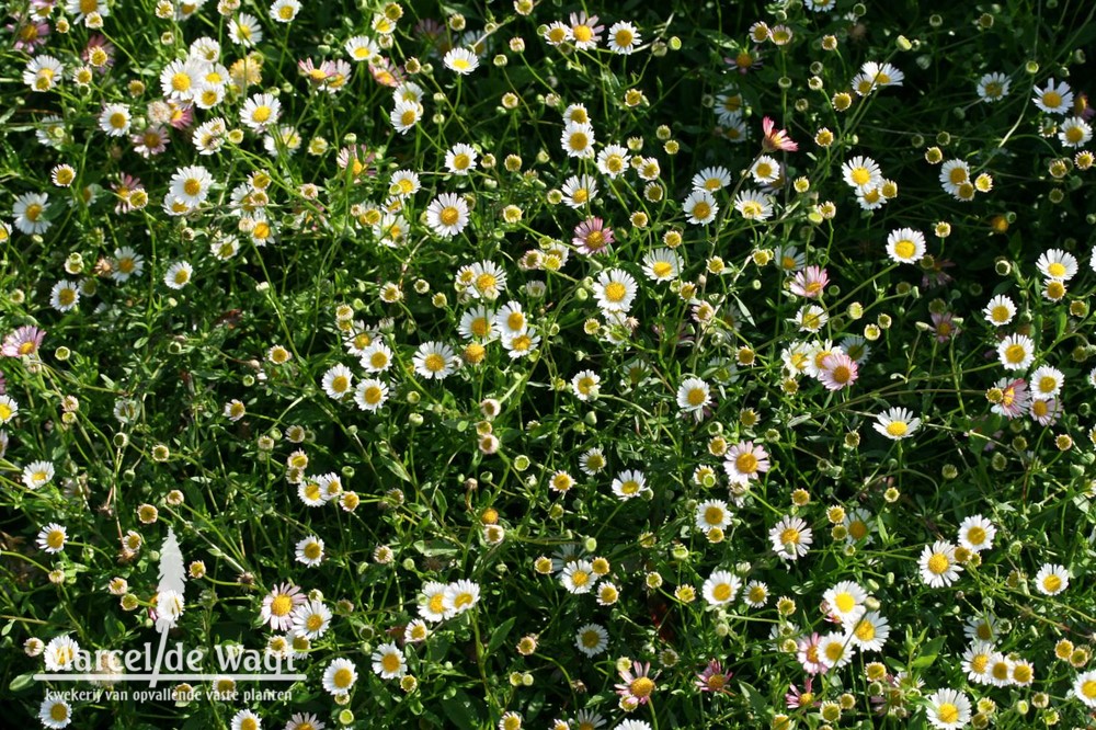 Erigeron karvinskianus