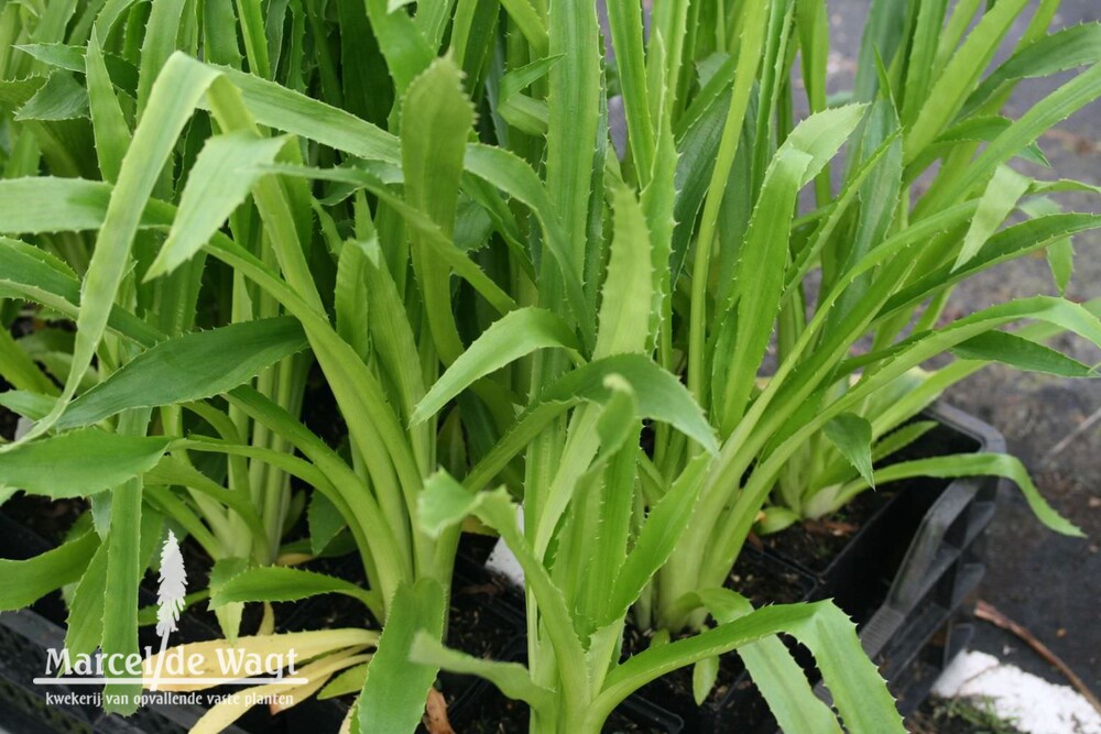 Eryngium agavifolium