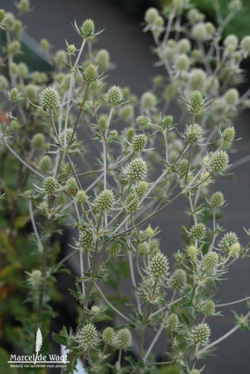 Eryngium planum Silver Salentino Kwekerij van opvallende vaste