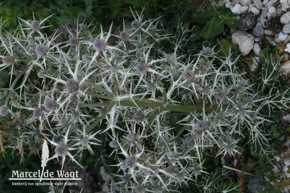 Eryngium variifolium