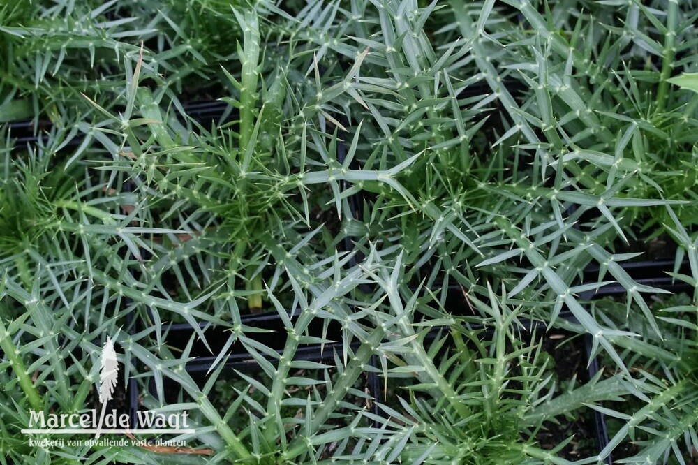 Eryngium venustum