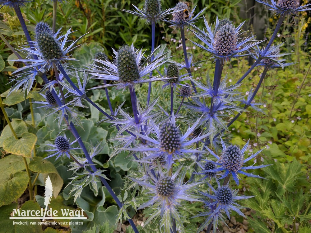 Eryngium x zabelii Big Blue