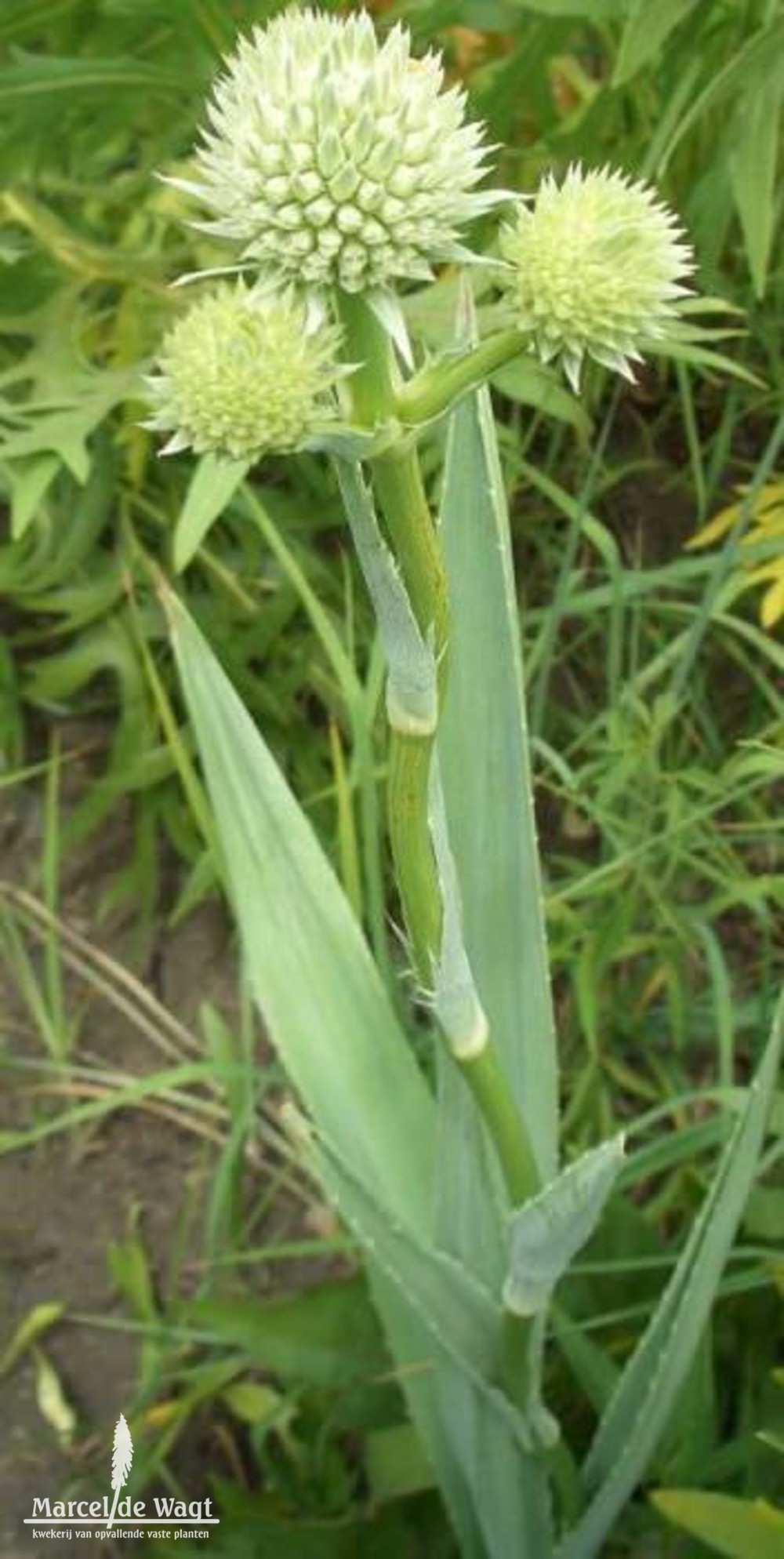 Eryngium yuccifolium