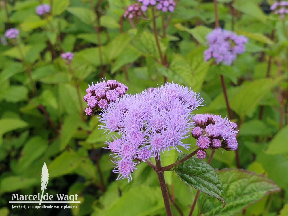 Eupatorium coelestinum