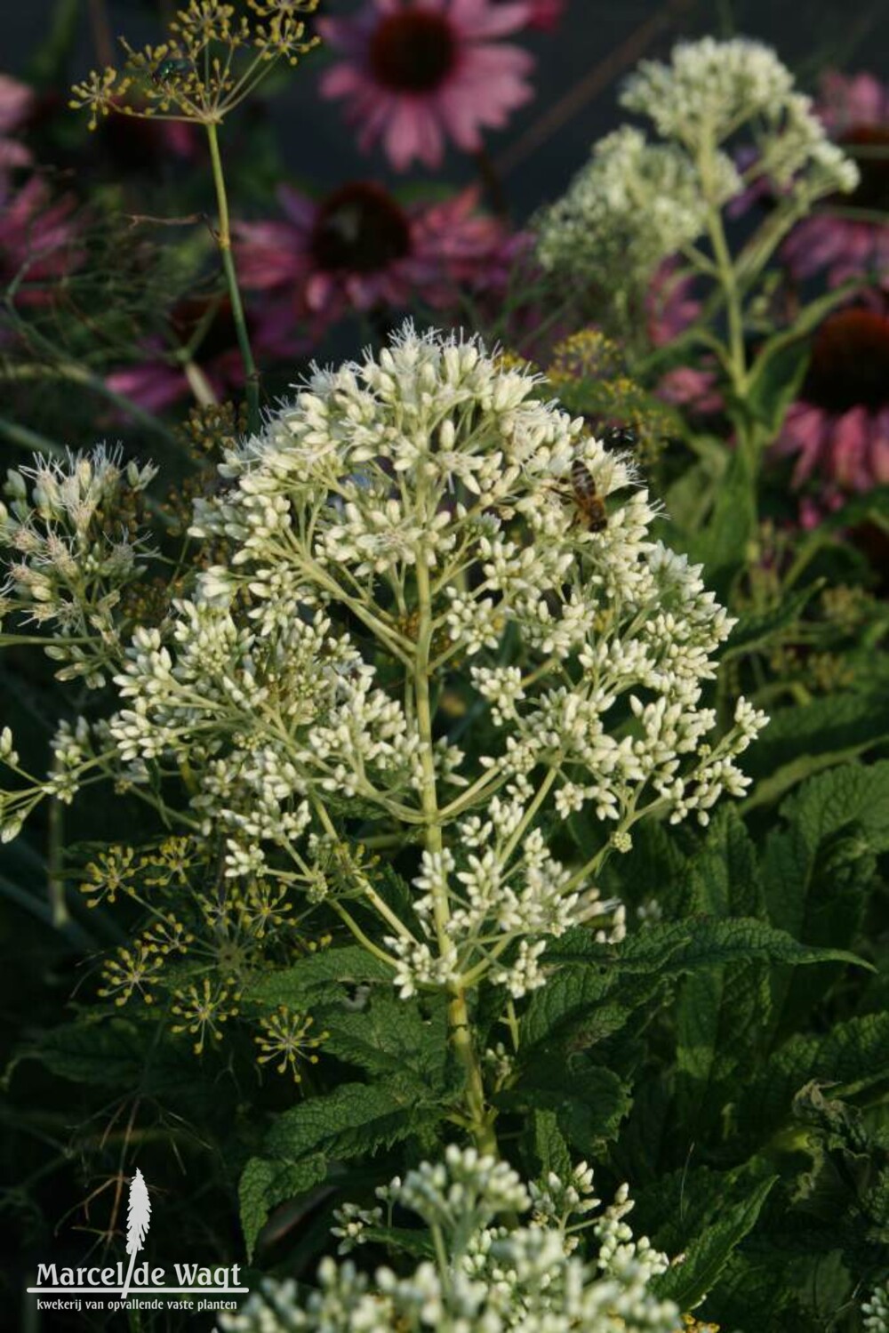 Eupatorium fistulosum Ivory Towers