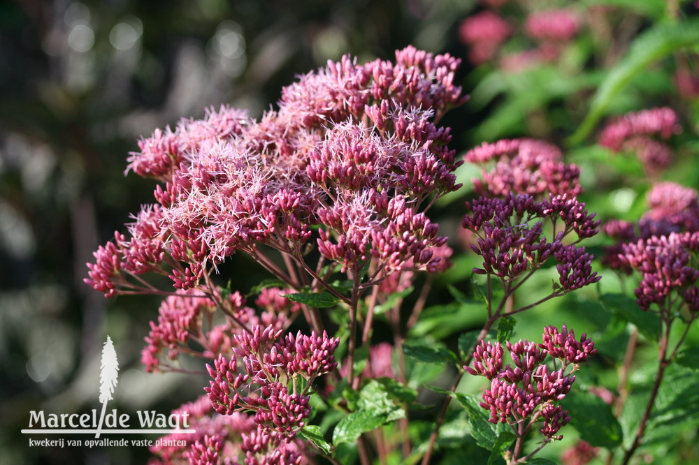 Eupatorium maculatum August Rubin