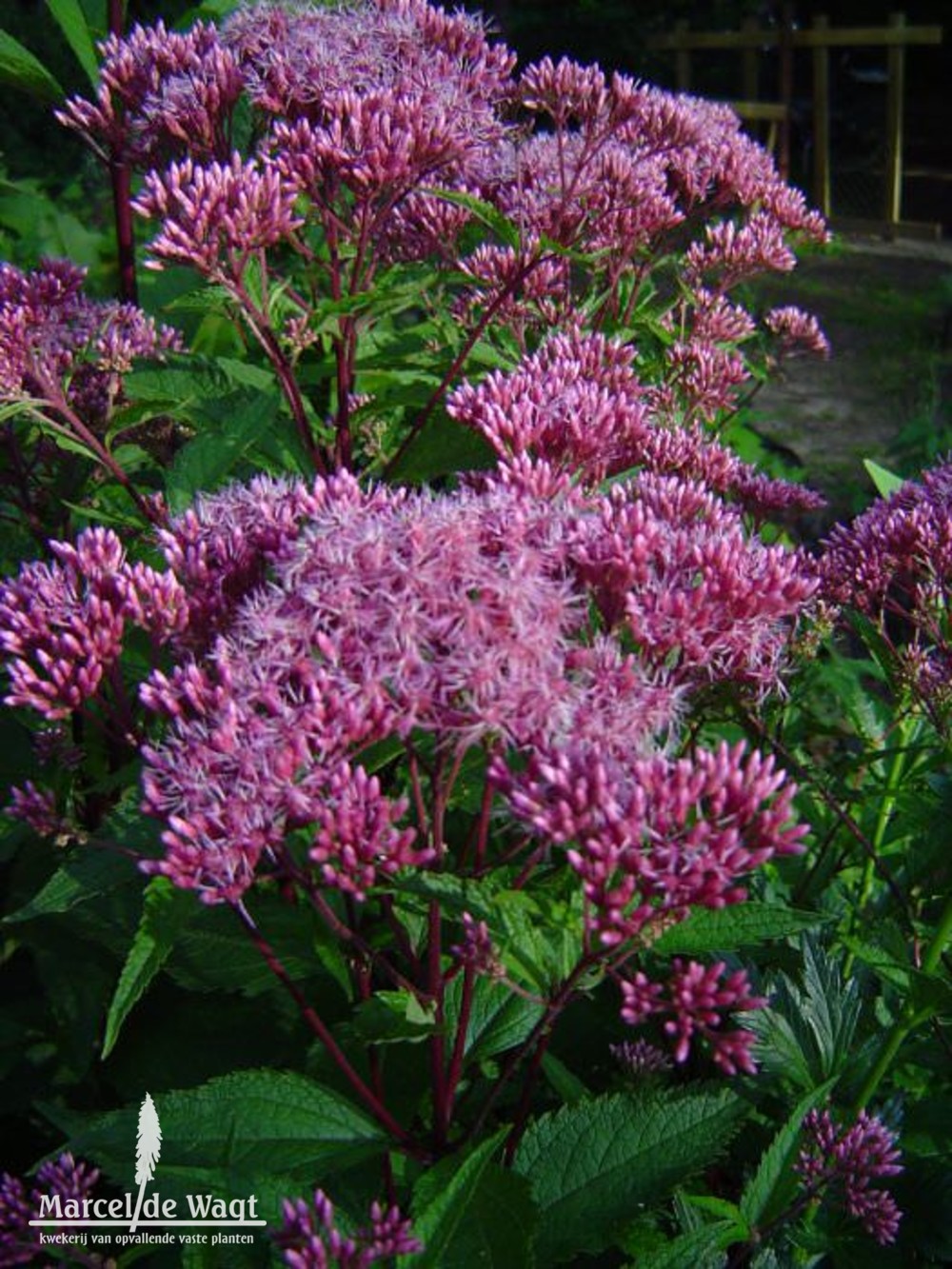 Eupatorium maculatum Purple Bush