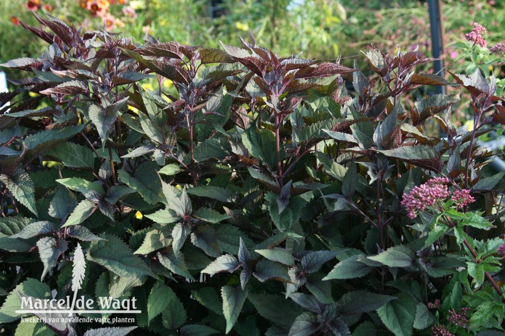 Eupatorium rugosum Chocolate