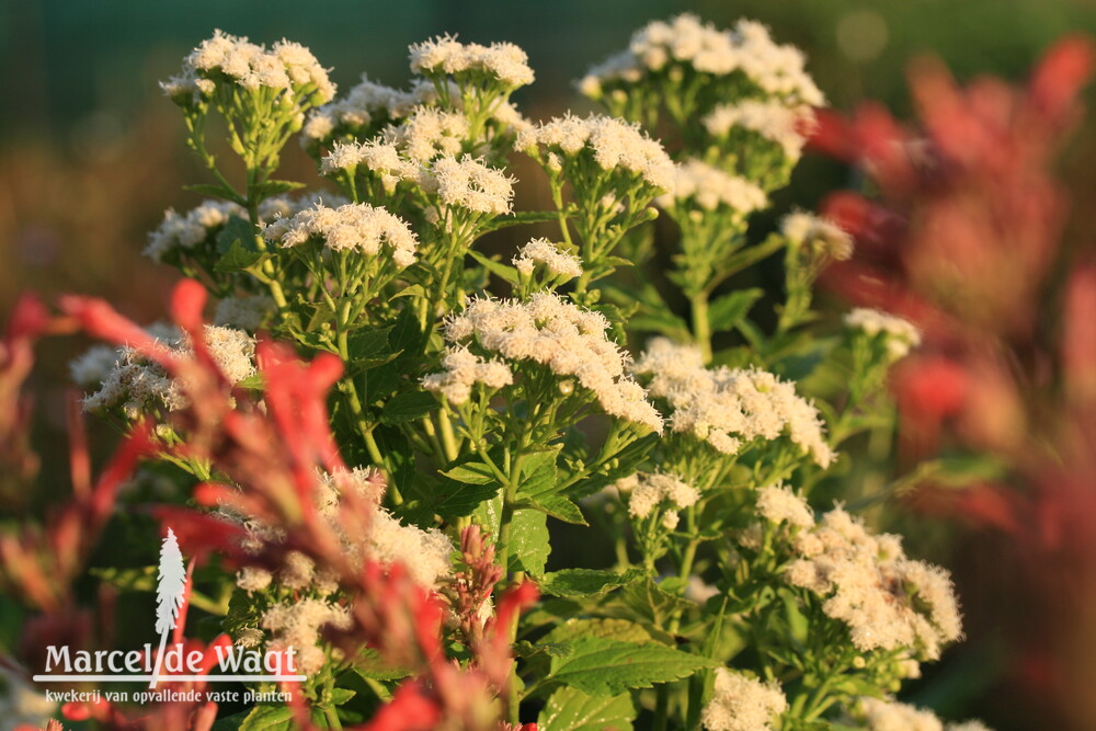 Eupatorium rugosum Lucky Melody