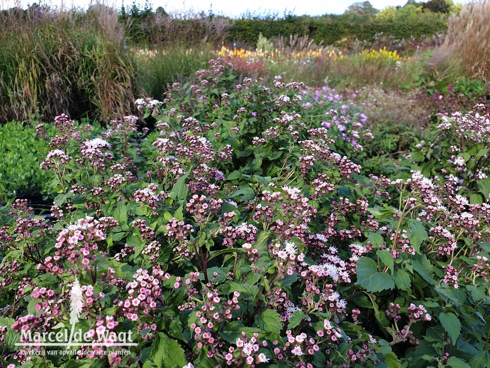 Eupatorium rugosum Lucky Symphony