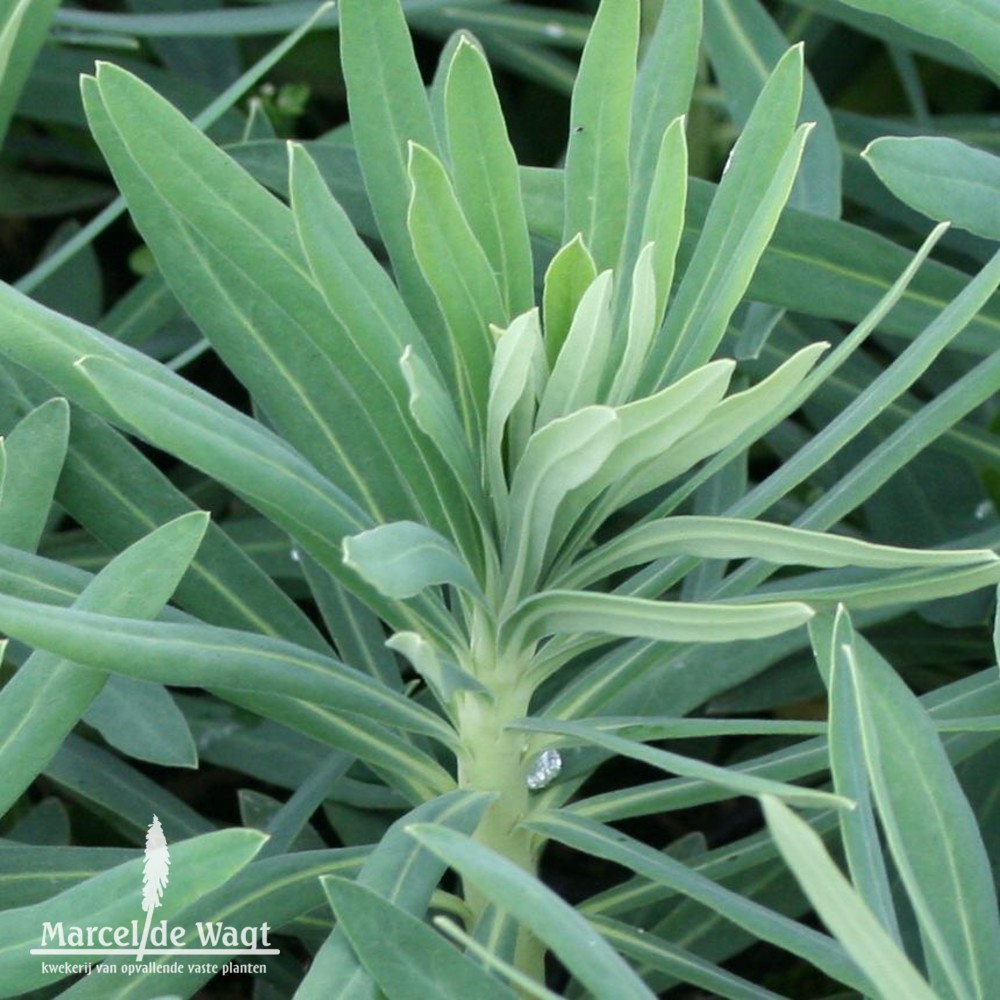 Euphorbia characias Humpty Dumpty