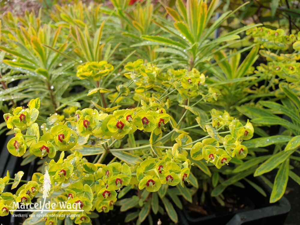 Euphorbia martinii Ascot Rainbow