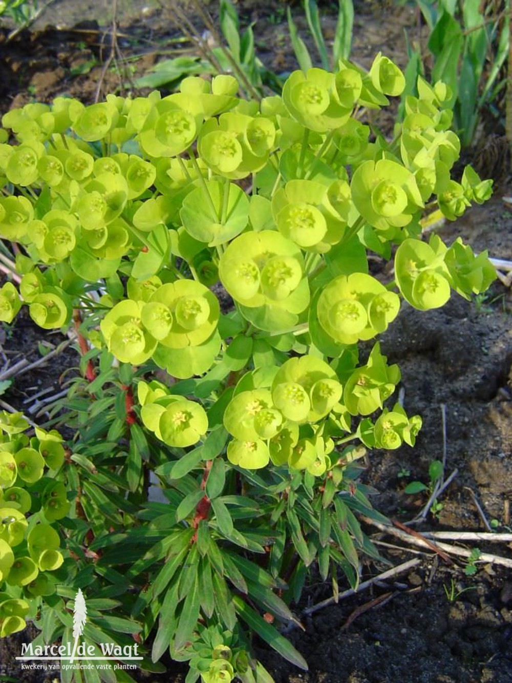 Euphorbia martinii Red Wing