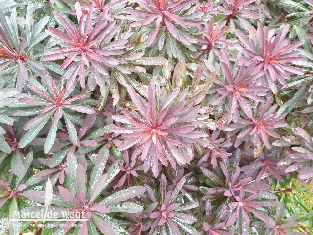 Euphorbia Miners Merlot