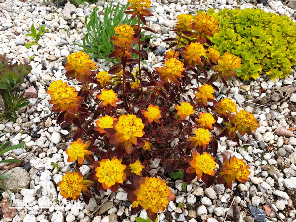 Euphorbia polychroma Bonfire