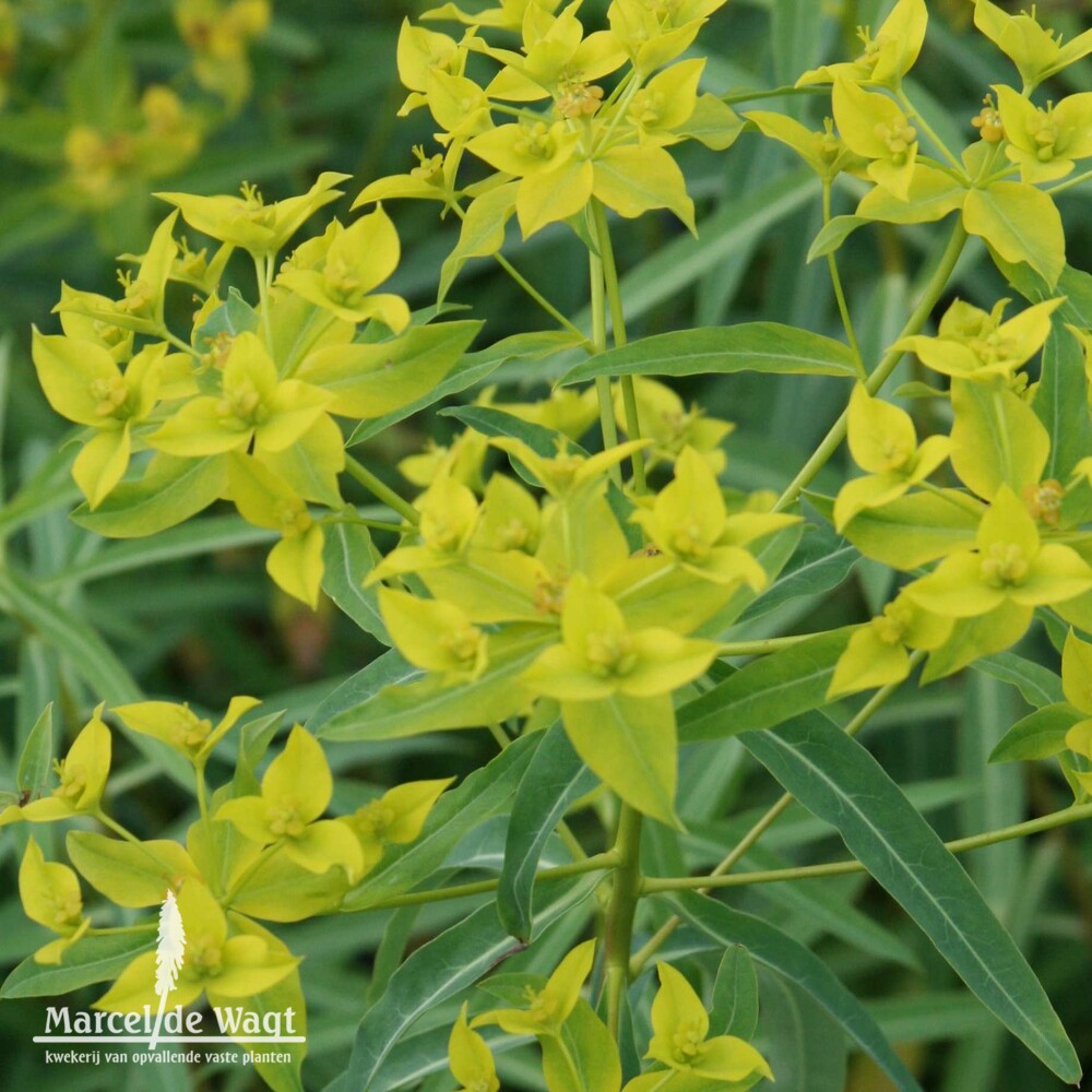 Euphorbia schilingii