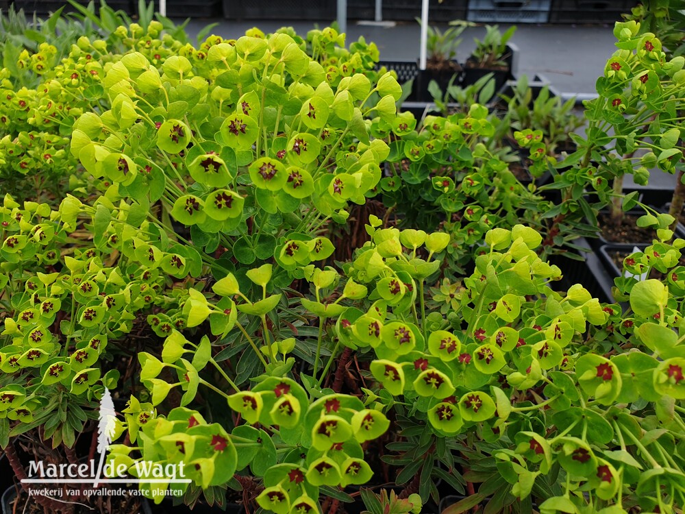 Euphorbia x martinii Kolibri