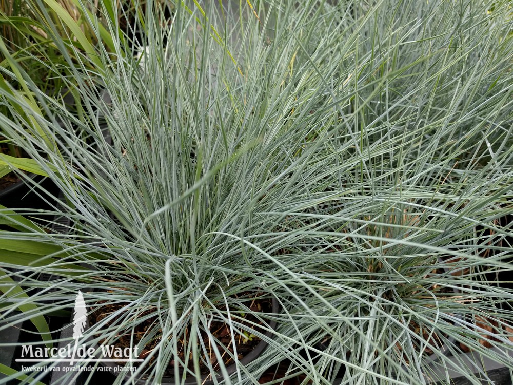 Festuca cinerea Elijah Blue