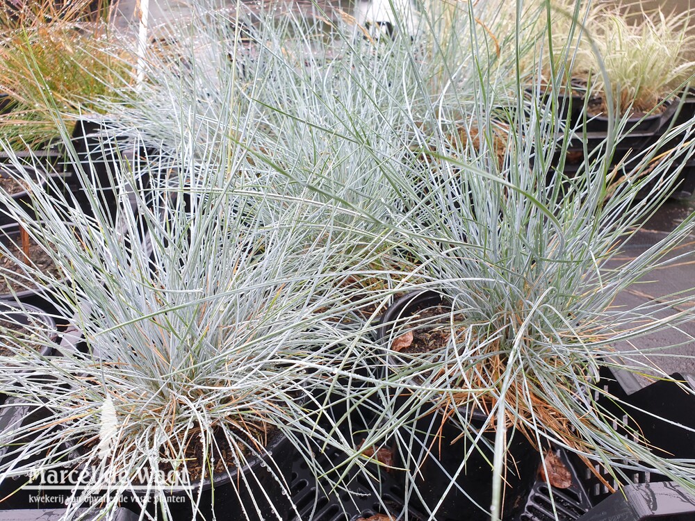 Festuca glauca Cool as Ice