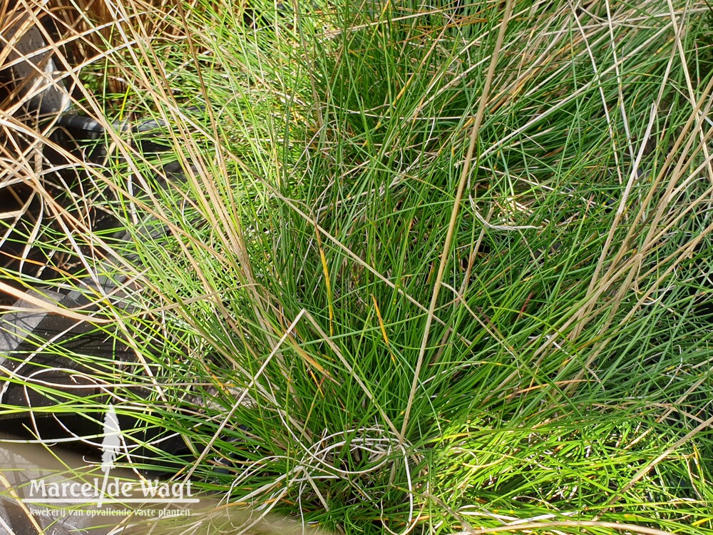 Festuca glauca Sunrise