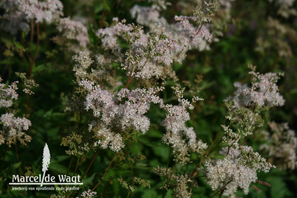 Filipendula palmata Rosa Schleier