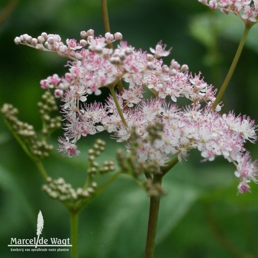 Filipendula purpurea Elegans