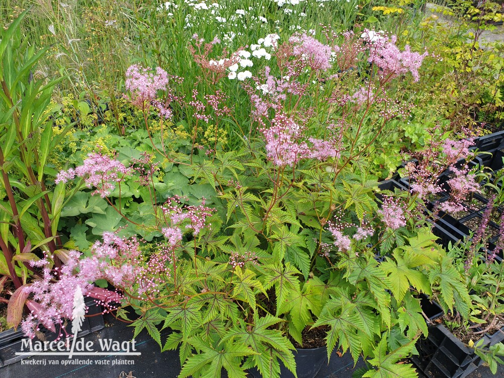 Filipendula Red Umbrella