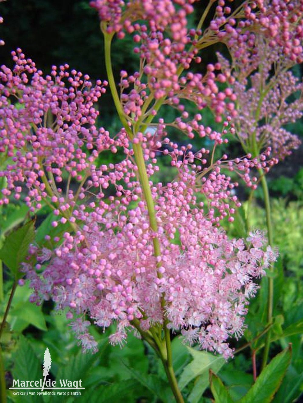 Filipendula rubra Venusta Magnifica