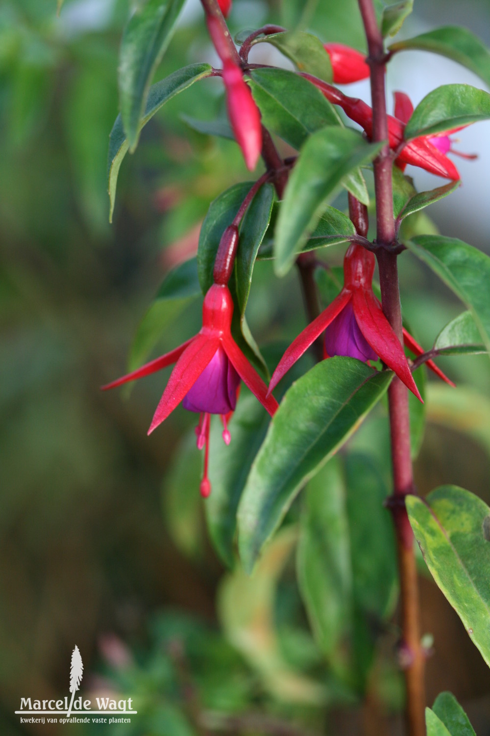 Fuchsia Bernisser Hardy