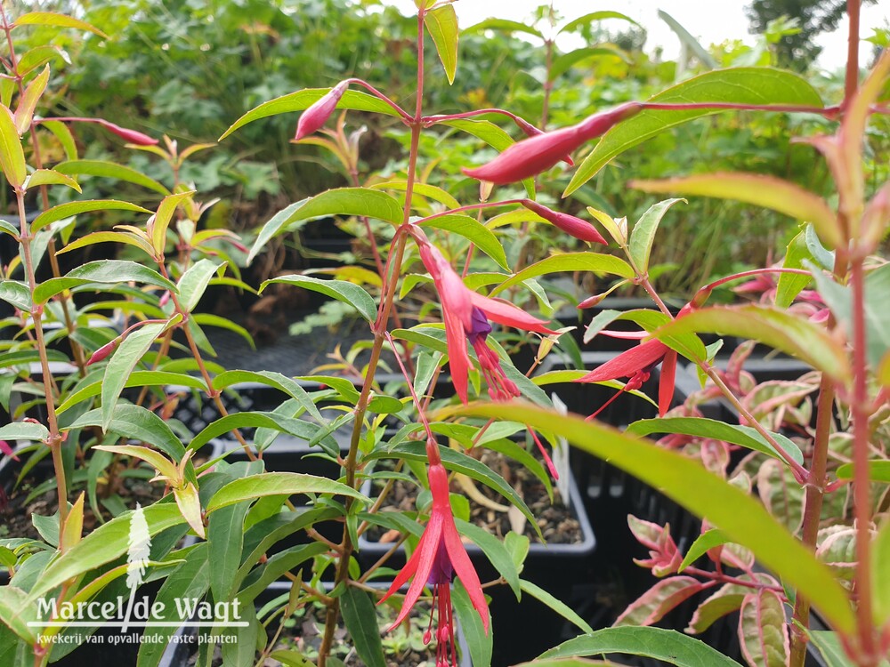 Fuchsia hatschbachii