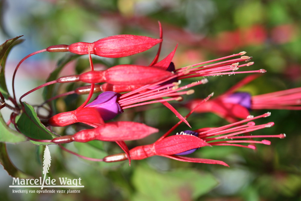 Fuchsia magellanica Vuurland