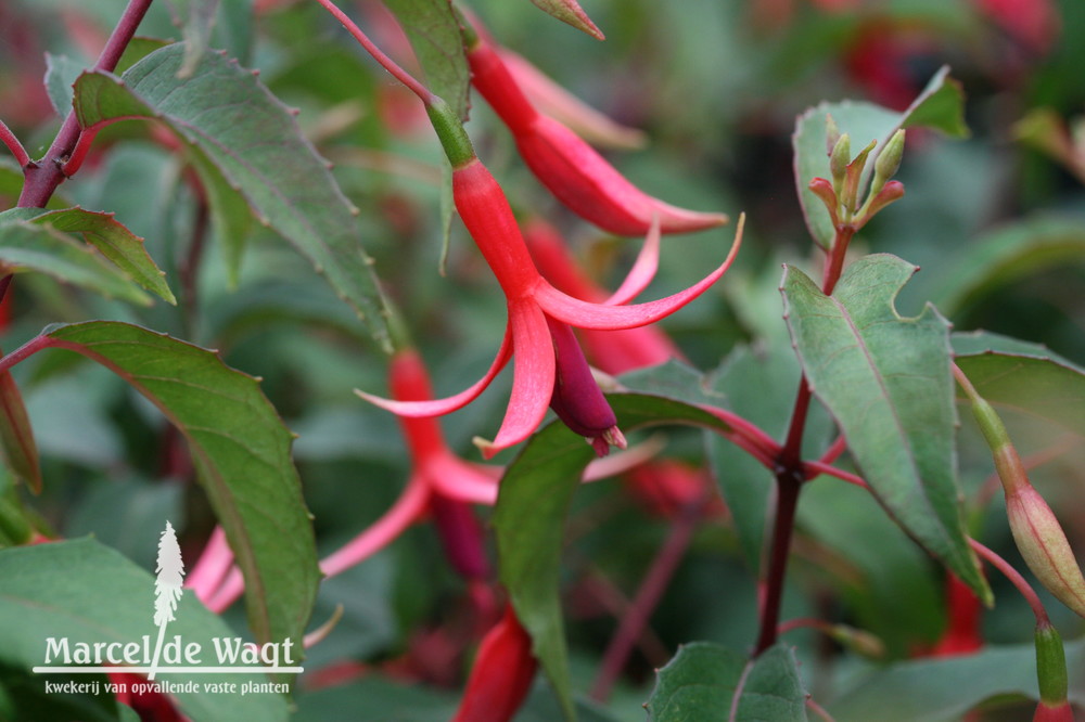 Fuchsia Sources du Loiret