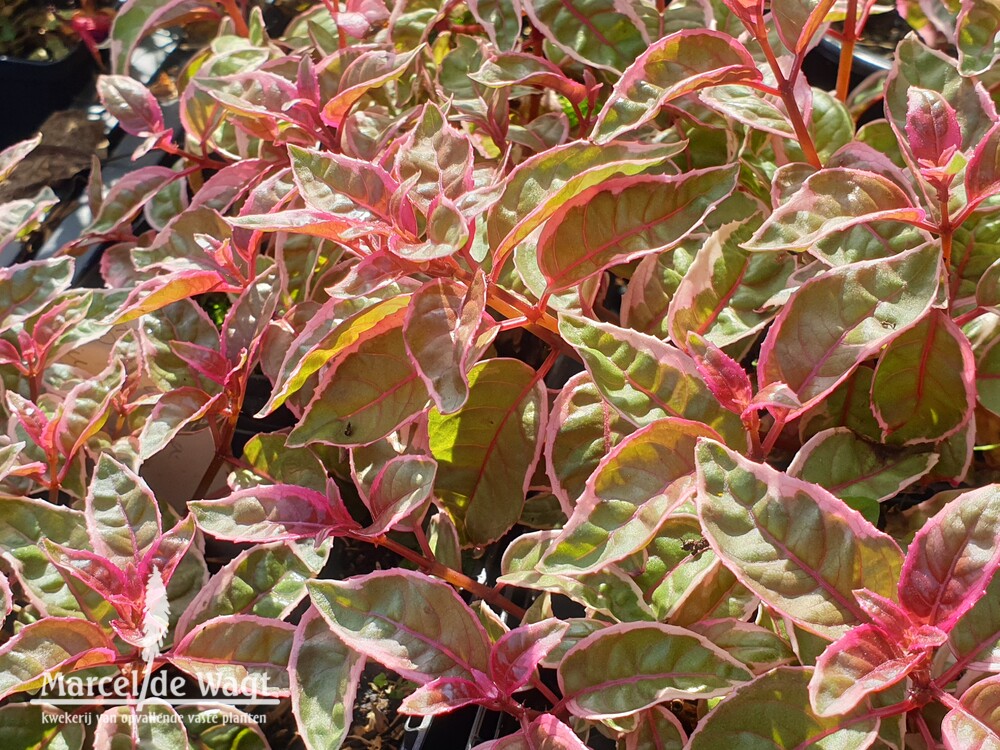 Fuchsia Sunray