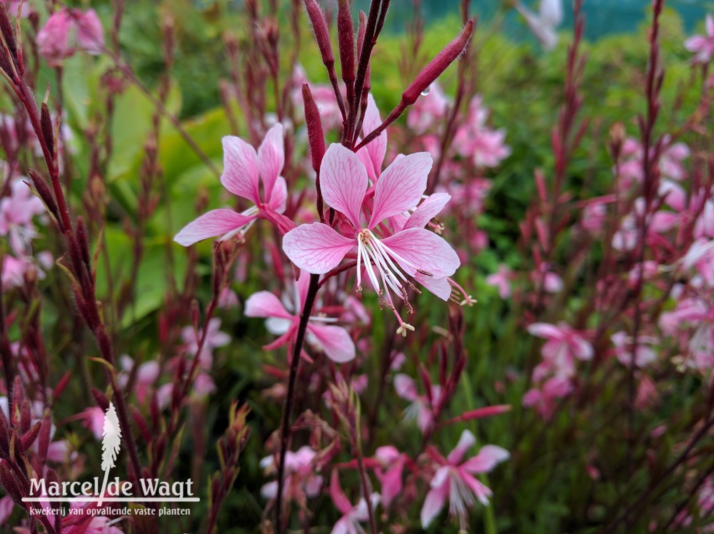 Gaura lindheimeri Cherry Brandy