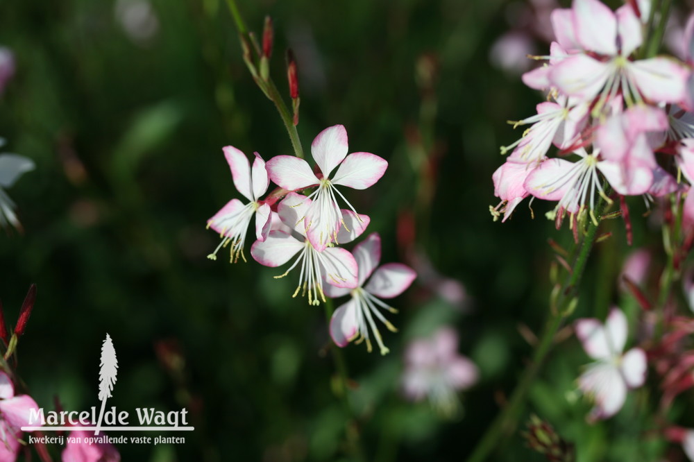 Gaura lindheimeri Rosy Jane