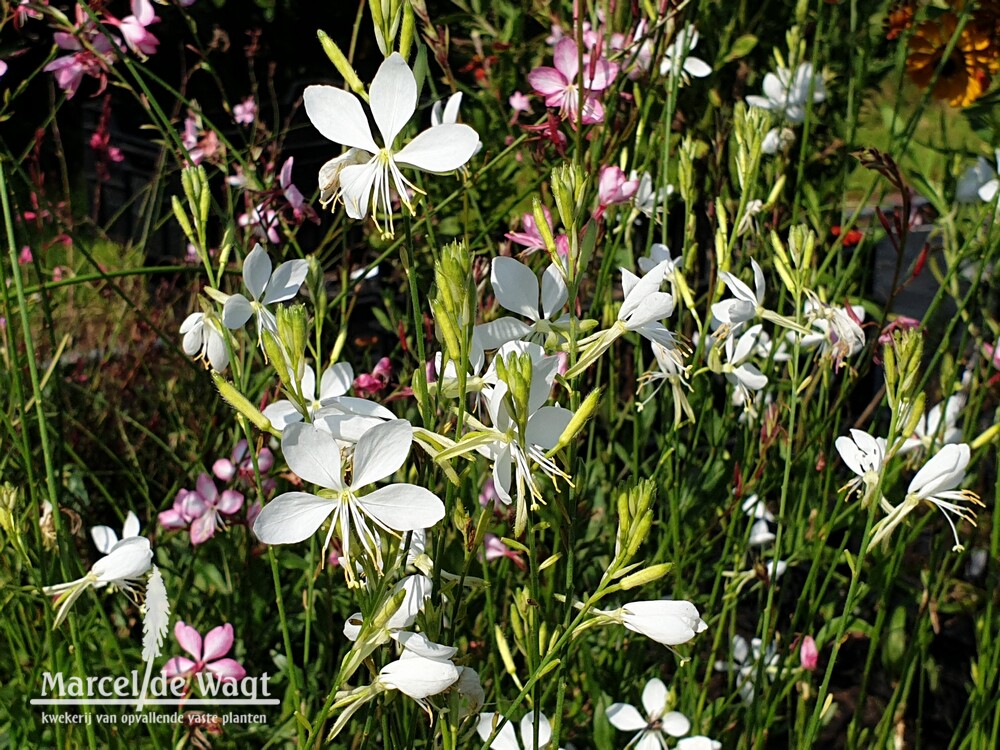 Gaura lindheimeri Snowbird