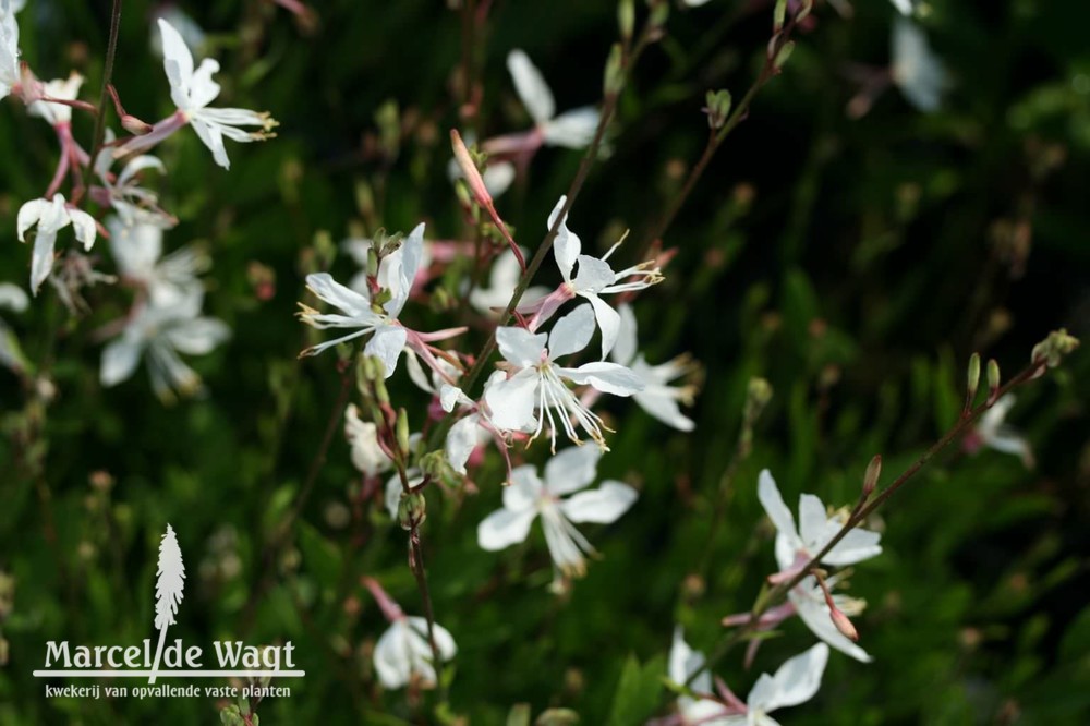 Gaura Short White Form