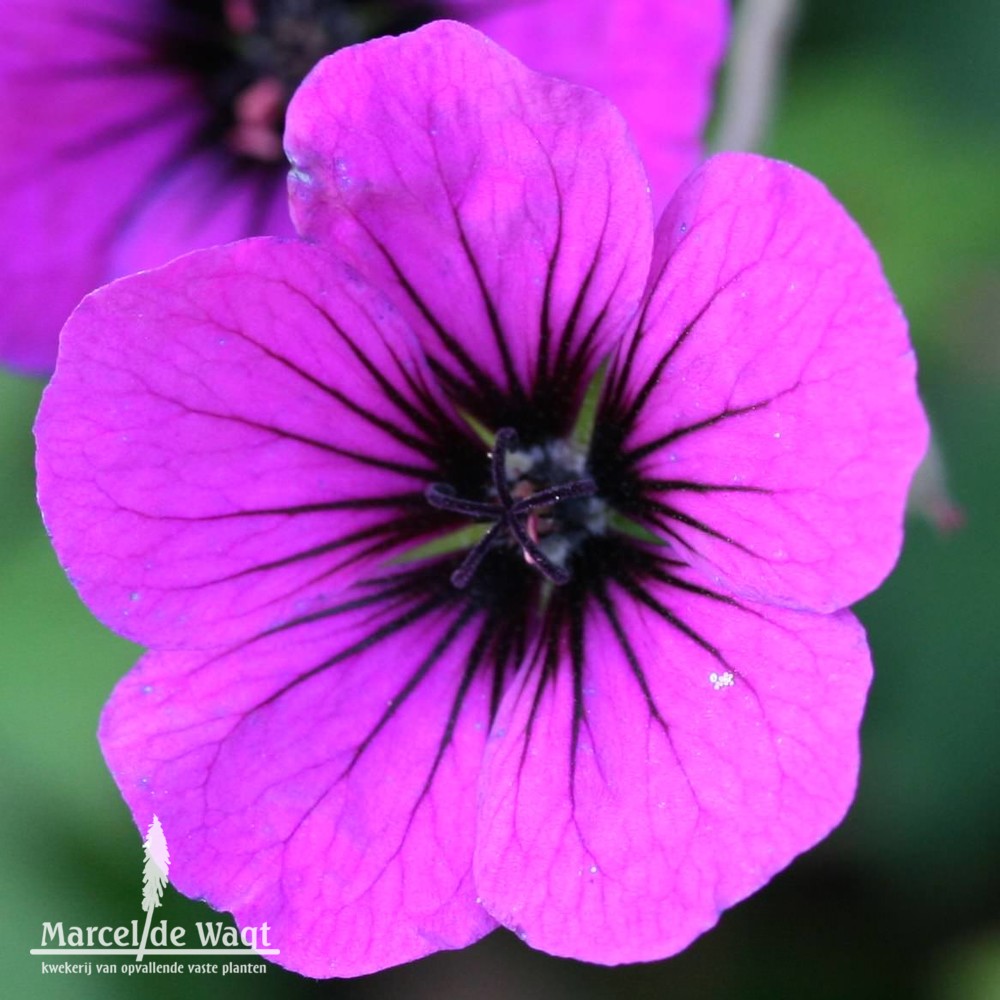 Geranium Ann Thompson