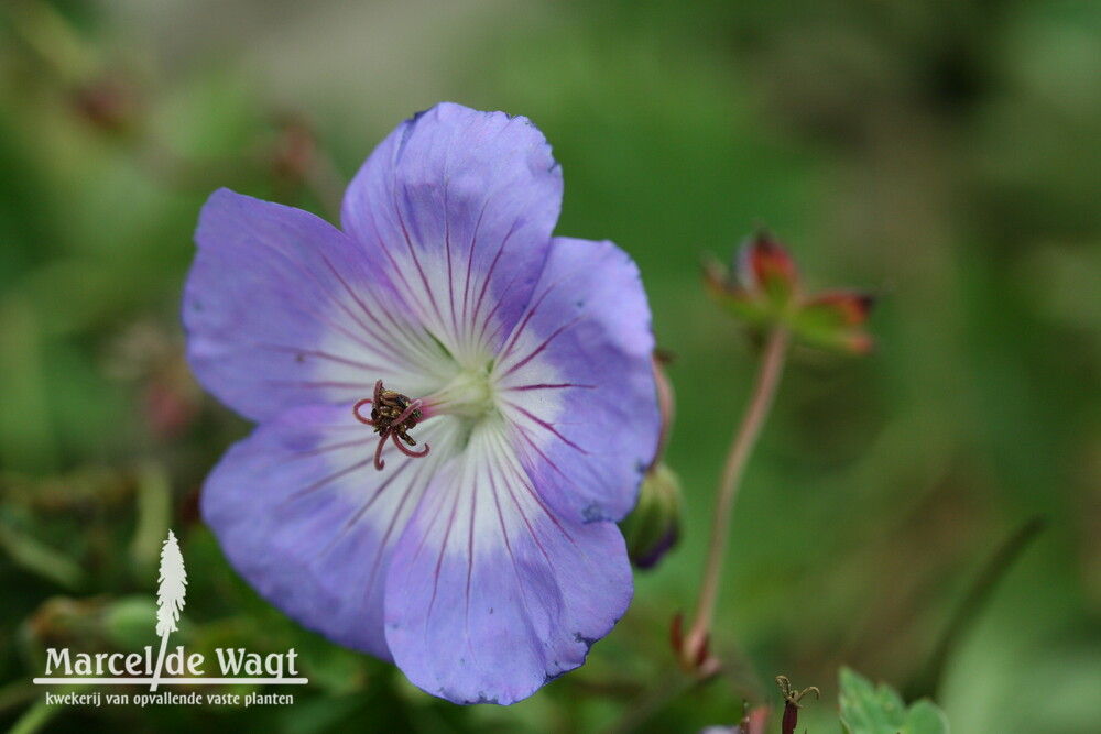 Geranium Azure Rush