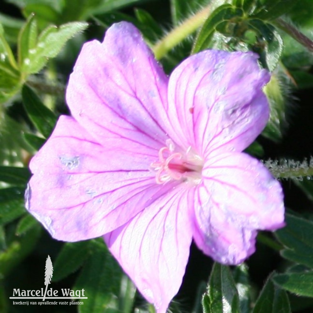 Geranium Blushing Turtle