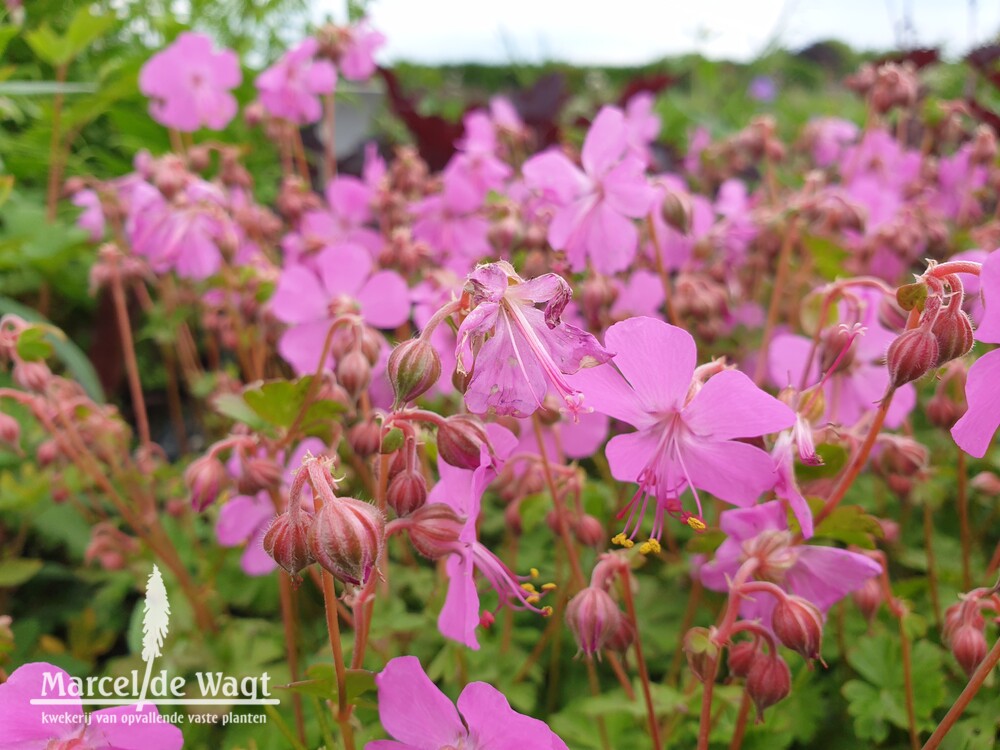 Geranium cantabrigiense Intense