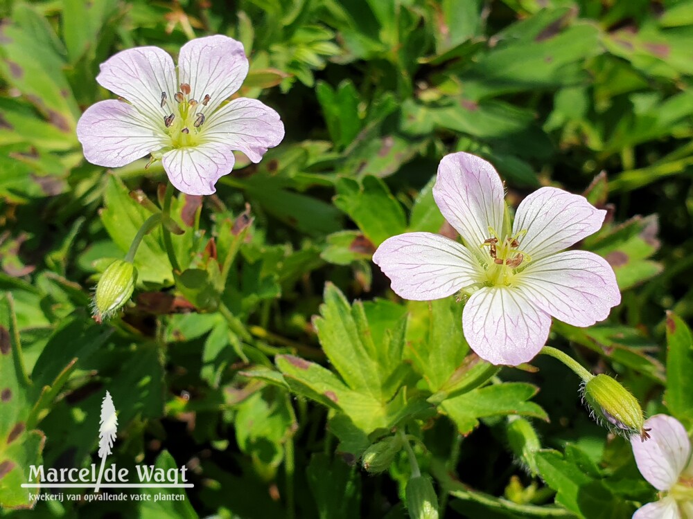 Geranium Confetti