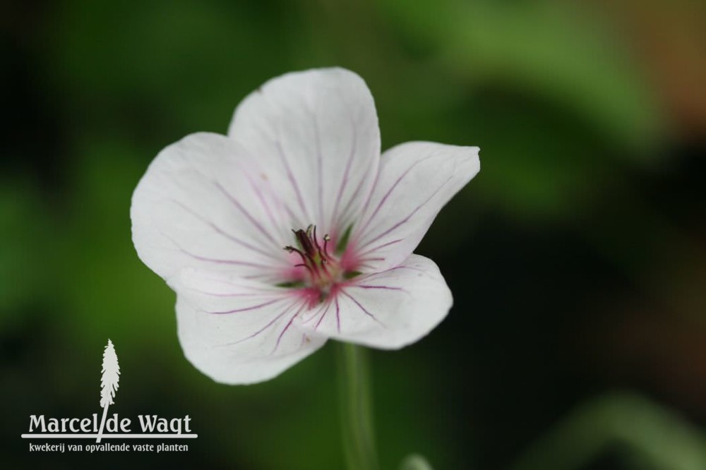 Geranium Coombland White