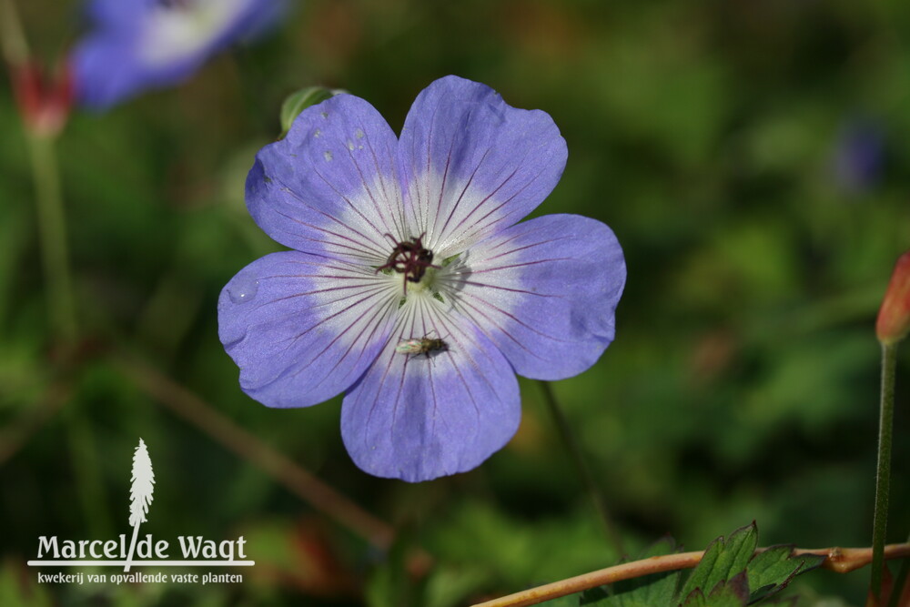 Geranium Daily Blue