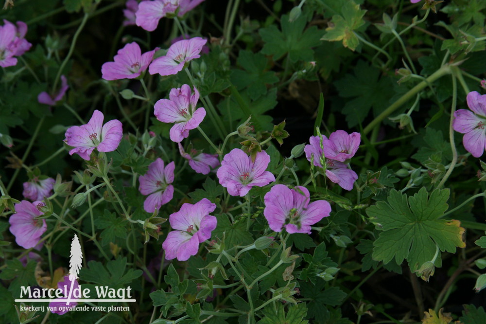 Geranium Dreamland