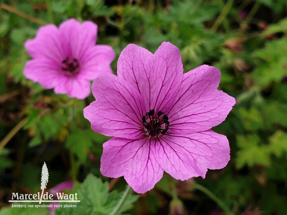 Geranium Elworthy Eyecatcher