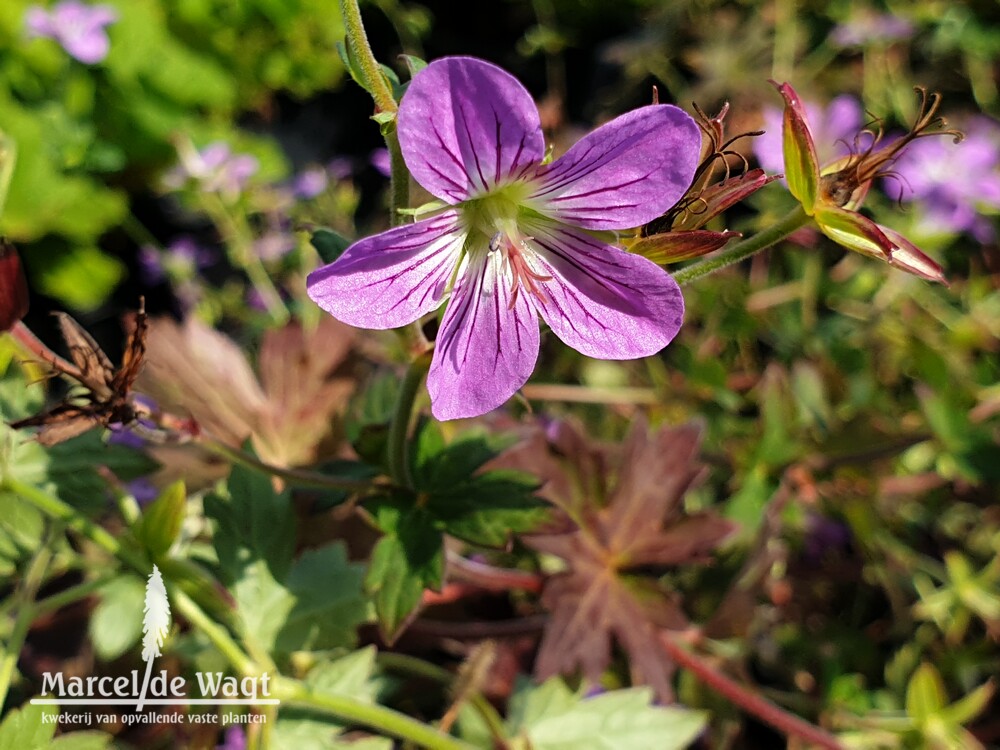 Geranium Fay Anna