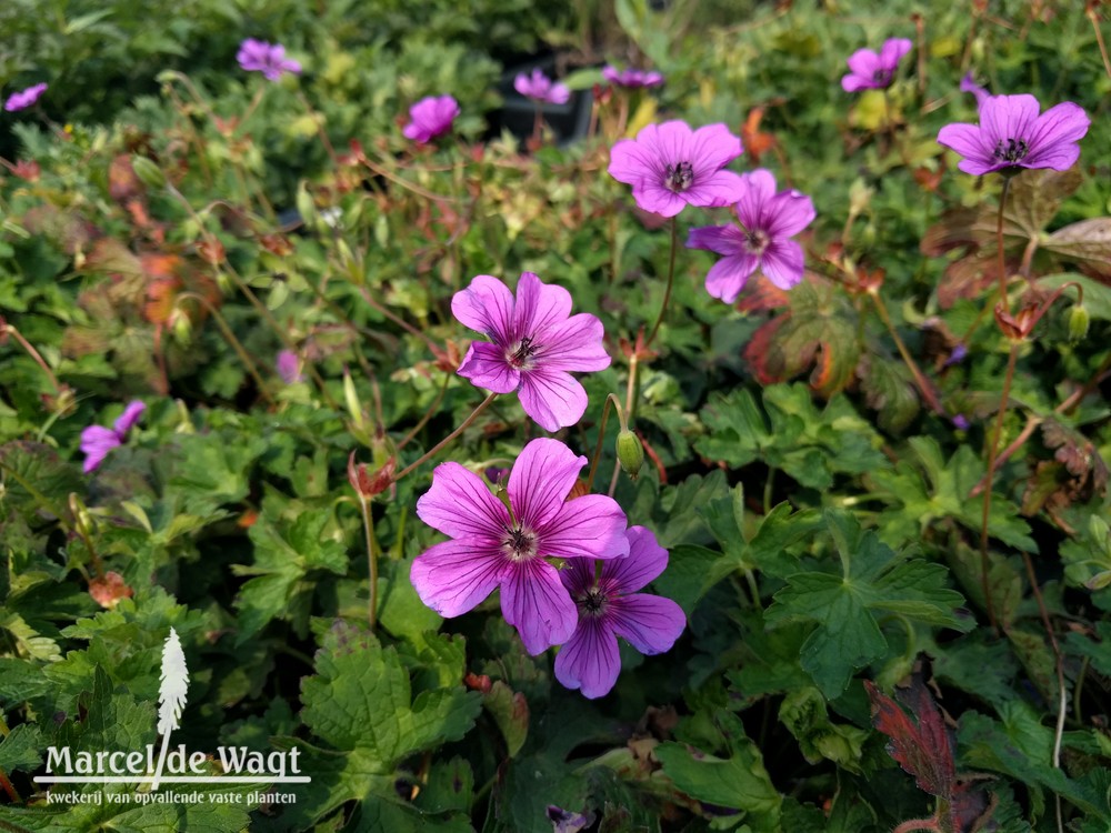 Geranium Hexham Velvet