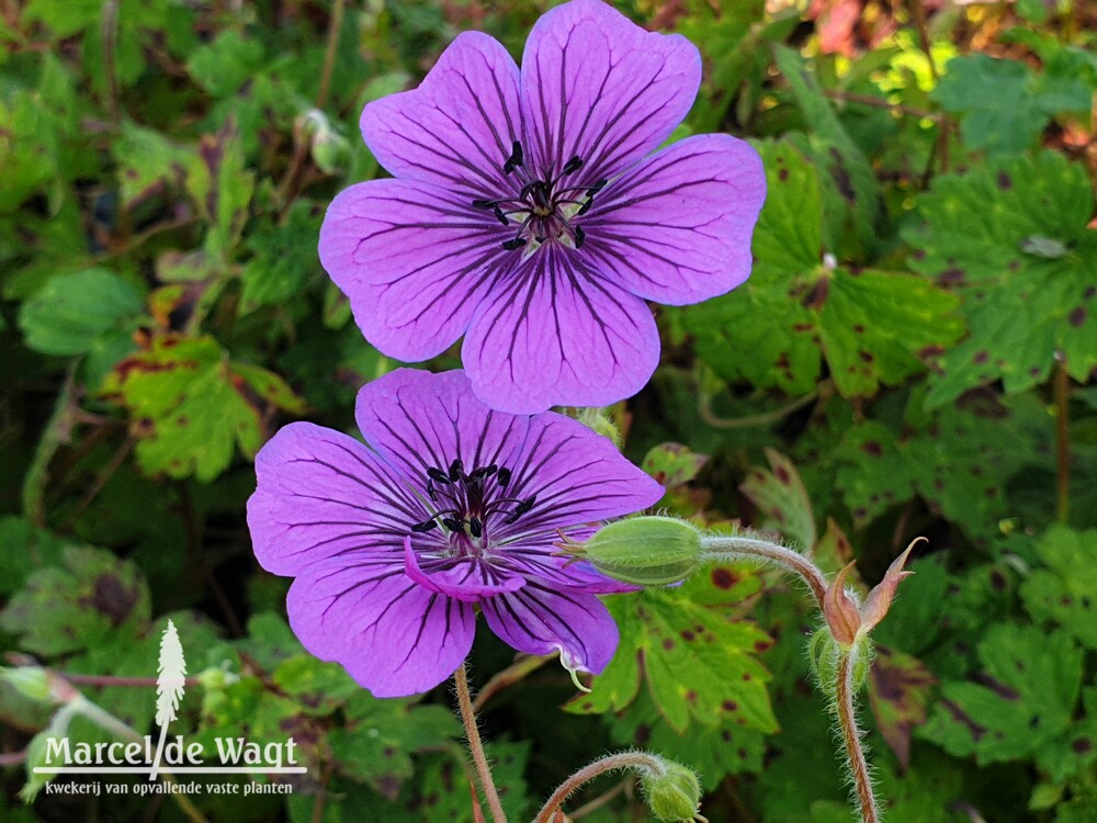 Geranium himalayense Irish Blue