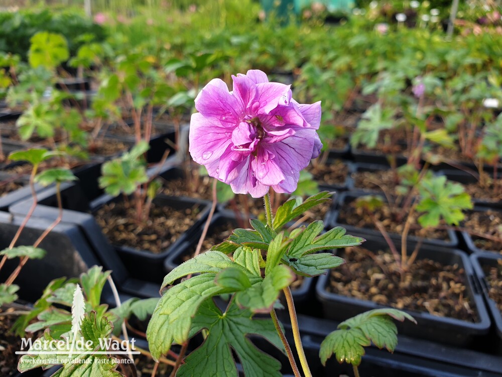 Geranium himalayense Plenum